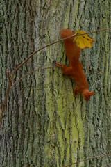 A red squirrel living in the city.
