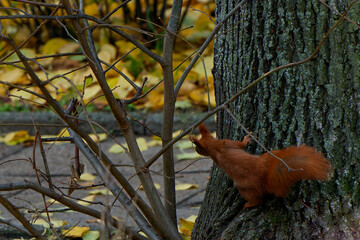 A red squirrel living in the city.