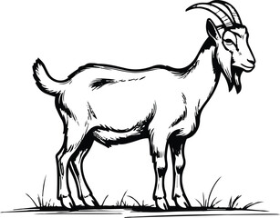 Goat grazing pose line art, thin black stroke, white background, simple natural farm posture, minimalist livestock illustration 2