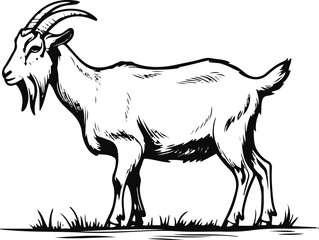 Goat grazing pose line art, thin black stroke, white background, simple natural farm posture, minimalist livestock illustration