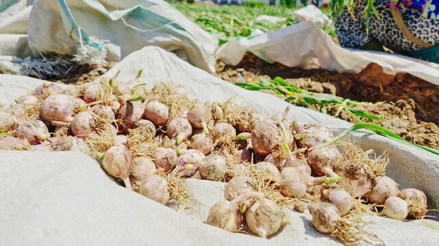Farmers harvesting single-clove garlic outdoors in the countryside