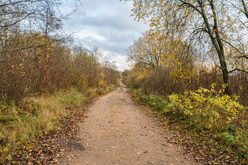 Serene autumn forest path winding through golden-yellow foliage, bare branches, and grassy undergrowth under a cloudy sky, with scattered leaves on the dirt trail