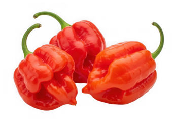 Fiery red carolina reaper peppers intense heat and vibrant color captured in high detail transparent background