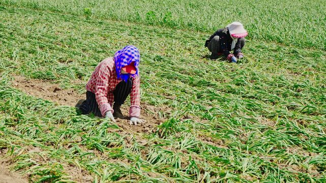 Farmers harvesting single-clove garlic outdoors in the countryside