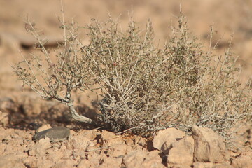 Obraz premium Desert Plant Close Up