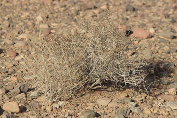 Desert Plant Close Up