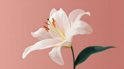 Elegant white blossom emerges against a solid muted rose background