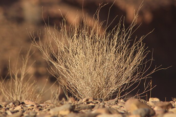 Desert Plant Close Up