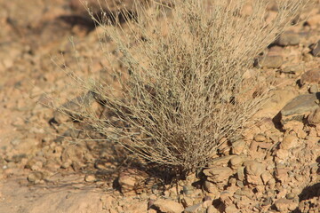 Desert Plant Close Up