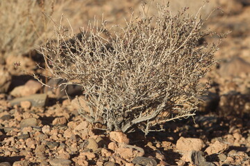 Desert Plant Close Up