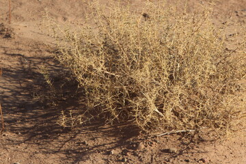 Desert Plant Close Up