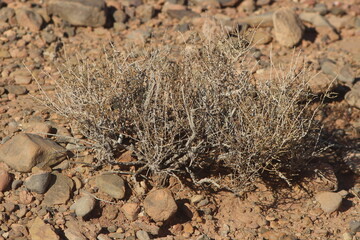 Desert Plant Close Up