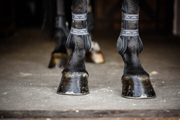 Closeup of the hooves from a horse 