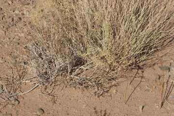 Desert Plant Close Up
