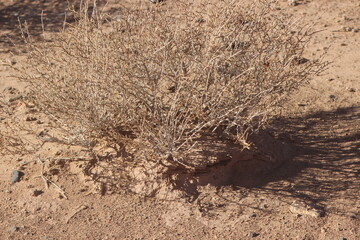 Desert Plant Close Up