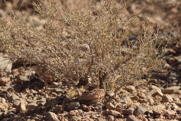 Desert Plant Close Up