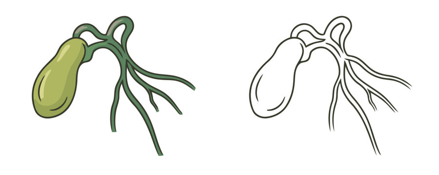 Simple stylized cartoon illustration of the human gallbladder and bile ducts in green on a black background