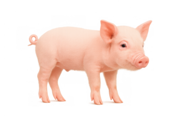 Pink newborn piglet standing, looking at camera with curled tail, concept of farm animal and agriculture