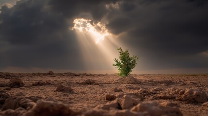 A small green tree sprouting from cracked rocky ground under a dramatic sky, illuminated by a single divine light beam, symbolizing hope, faith, and spiritual growth in desolation.