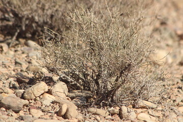 Desert Plant Close Up