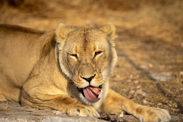 lioness resting in the wild
