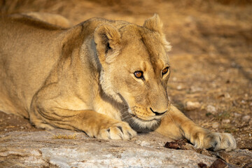 lioness resting in the wild