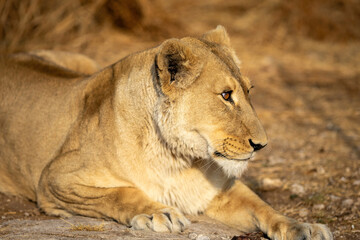 lioness resting in the wild