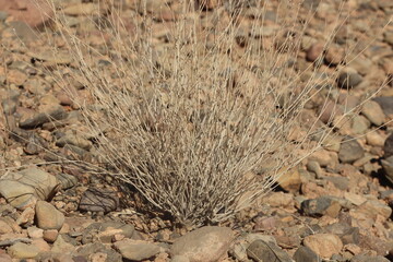 Desert Plant Close Up
