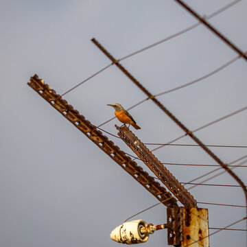short- toed rock trush perching on a fence