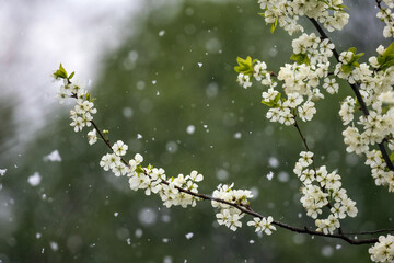 Natural background with weather anomaly snow falling on blooming branches of white bird cherry in the May garden