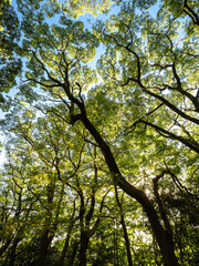 大木に覆われた六甲山の登山道