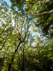 大木に覆われた六甲山の登山道