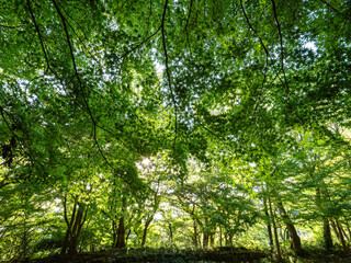 大木に覆われた六甲山の登山道