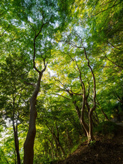 大木に覆われた六甲山の登山道