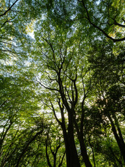 大木に覆われた六甲山の登山道
