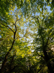 大木に覆われた六甲山の登山道