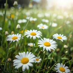 Fototapeta premium daisies in the grass
