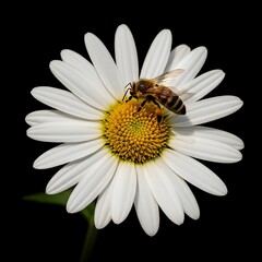 Bee on Daisy - A Close-Up of Natures Harmony.