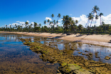 Tropical Beach With Rocks Along the Coast and Palm Trees at Praia do Forte in Brazil © Donatas Dabravolskas
