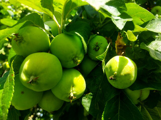 Green apples on a branch with fresh leaves and real spider web, natural garden detail with copy space