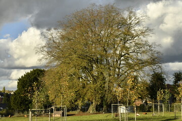 Arbre majestueux sous un ciel gris en automne à Écaussinnes-Lalaing (Soignies)
