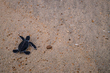 Turtle hatchling heading towards the sea after hatching on a beach in Cherating, Malaysia