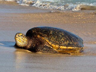 Grüne Meeresschildkröte (Chelonia mynas)