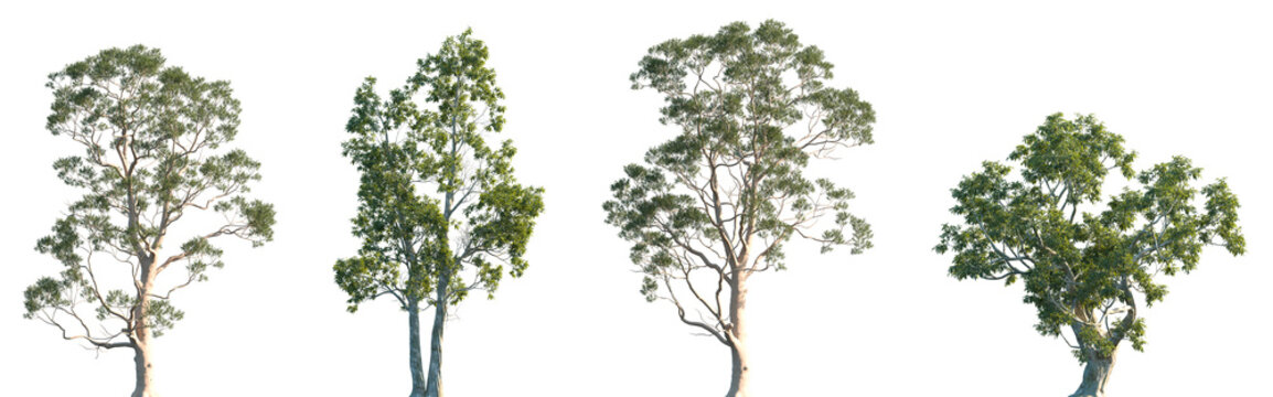 Set of 2 Eucalyptus citriodora and 2 Eucalyptus camaldulensis frontal isolated png in sunny daylight on a transparent background perfectly cutout