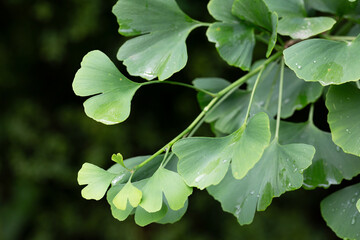 Ginkgo tree (Ginkgo biloba) or ginkgo with bright green new leaves on background of blurry foliage. Selective focus. Close-up. Landscaped garden. Nature concept for desig