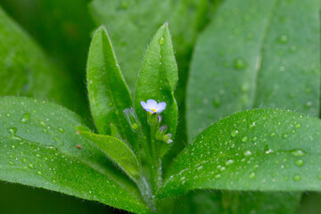 Myosotis sparsiflora flower plant in spring or summer nature outdoor, close-up.