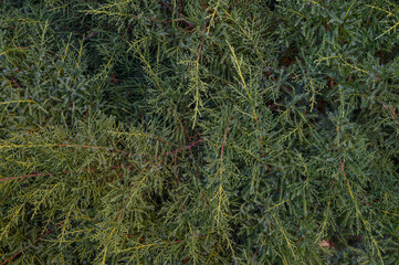 Conifer Branches with Needles on Green Background