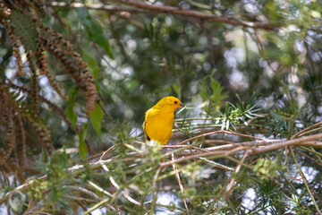 Small Bird in Natural Habitat – Wildlife and Everyday Behavior