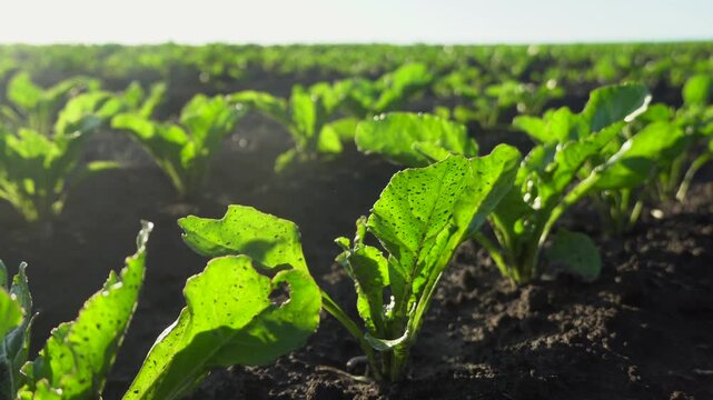 Growers cultivate bright green sugar beet plants in a sunny field during the growing season