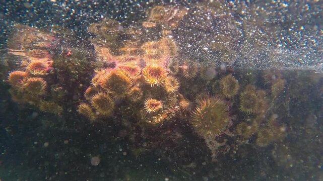 Underwater View of Vibrant Sea Anemone Cluster in a California Tide Pool